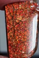Ammolite Ammonite Coated Stone 30.5x18.5x4mm / 30.2 ct