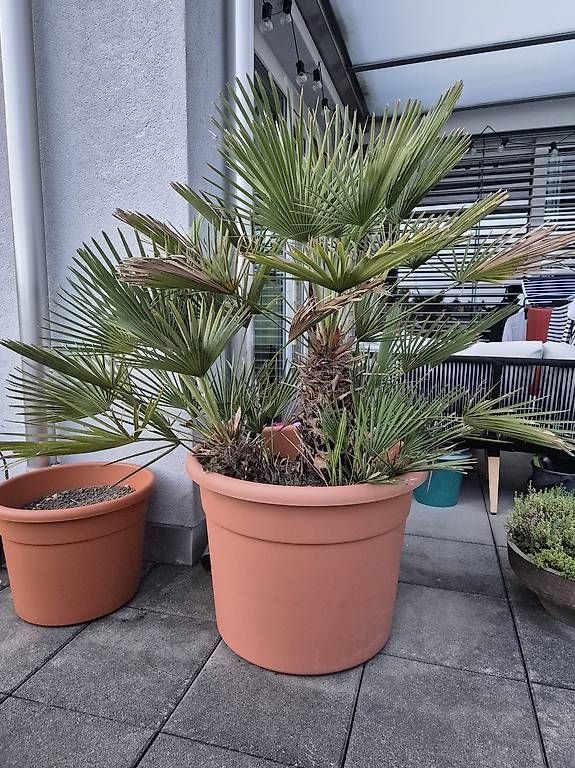 Piante & sementi: Pflanze - Super schöne Palme im Topf zu verkaufen – Usato da Allschwil venduto da mat_c7wn
