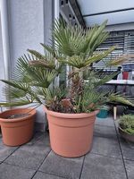 Pflanze - Super schöne Palme im Topf zu verkaufen