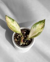 Hoya Nabawanensis Inner Variegated