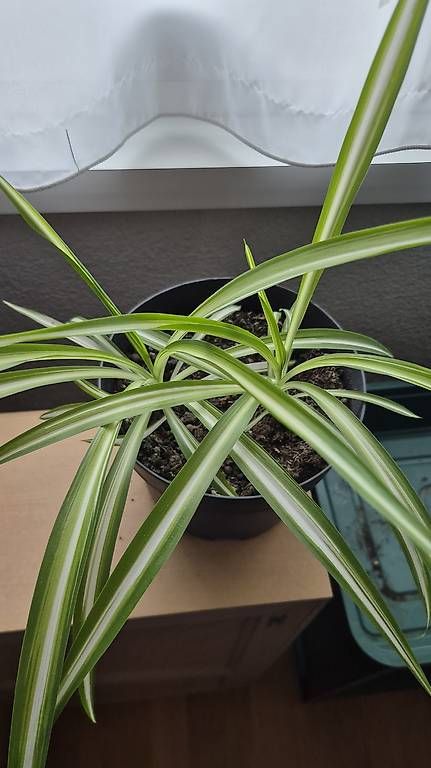Piante & sementi: Grünlilie Steckling – Usato da Oberrohrdorf venduto da dd_01
