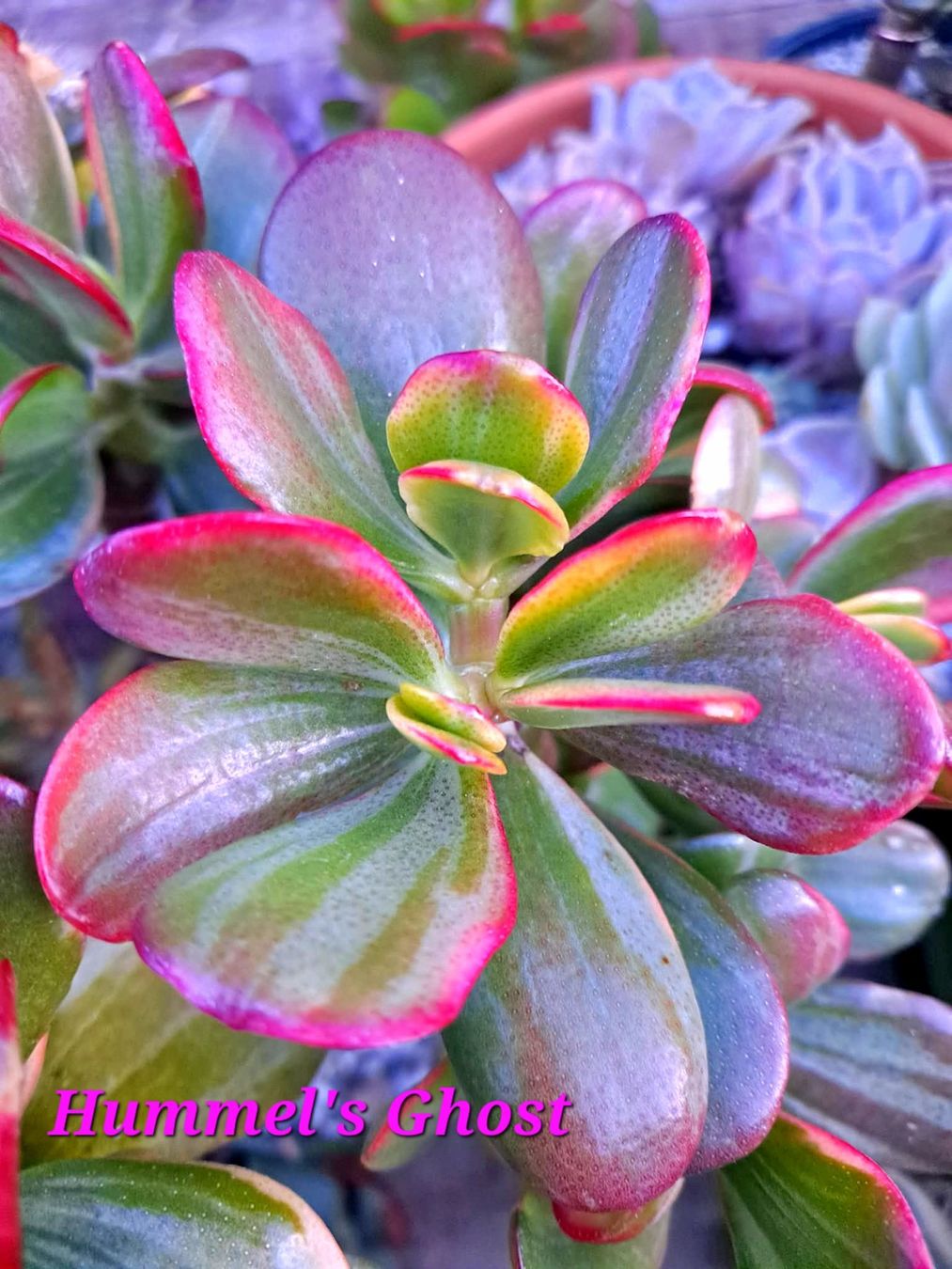 Piante & sementi: Crassula ovata 'Hummel's Ghost' – Nuovo (secondo la descrizione) da Zürich venduto da The_Plant_Wizard 2
