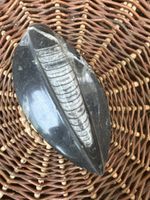 Versteinerter Tintenfisch-Fossil - ca. 100 Millionen Jahr