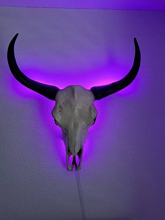 Monde des animaux: Tierschädel mit LED - Rinderschädel – D'occasion à Rothrist par yol_sp9c 3