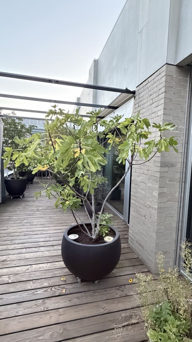 Pflanzen & Samen: Feigenbaum – Gebraucht aus Emmenbrücke von nibru14
