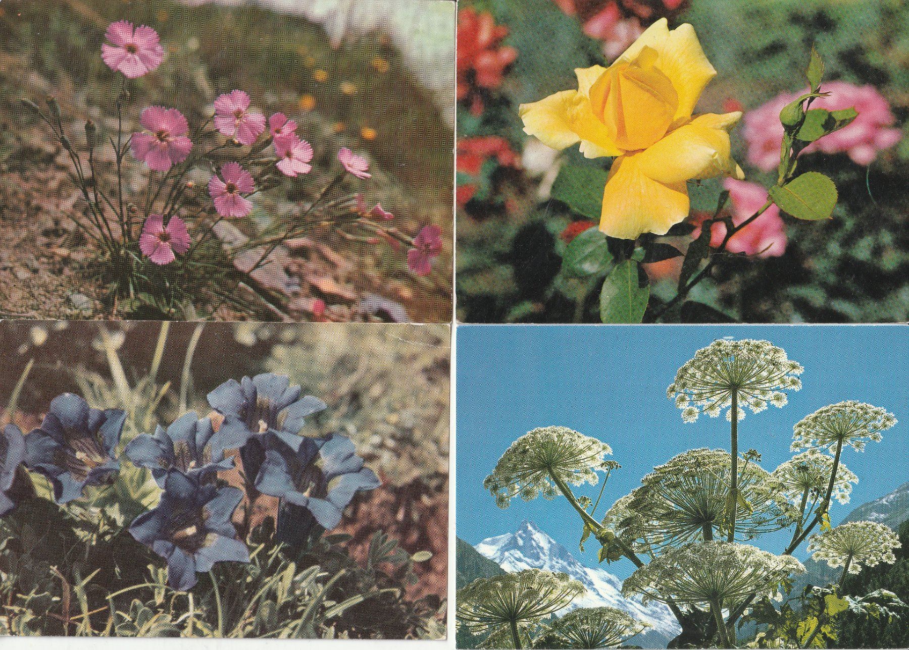 Ansichtskarten: 40 Schöne Blumenkarten – Gebraucht aus Lumbrein von made02 4