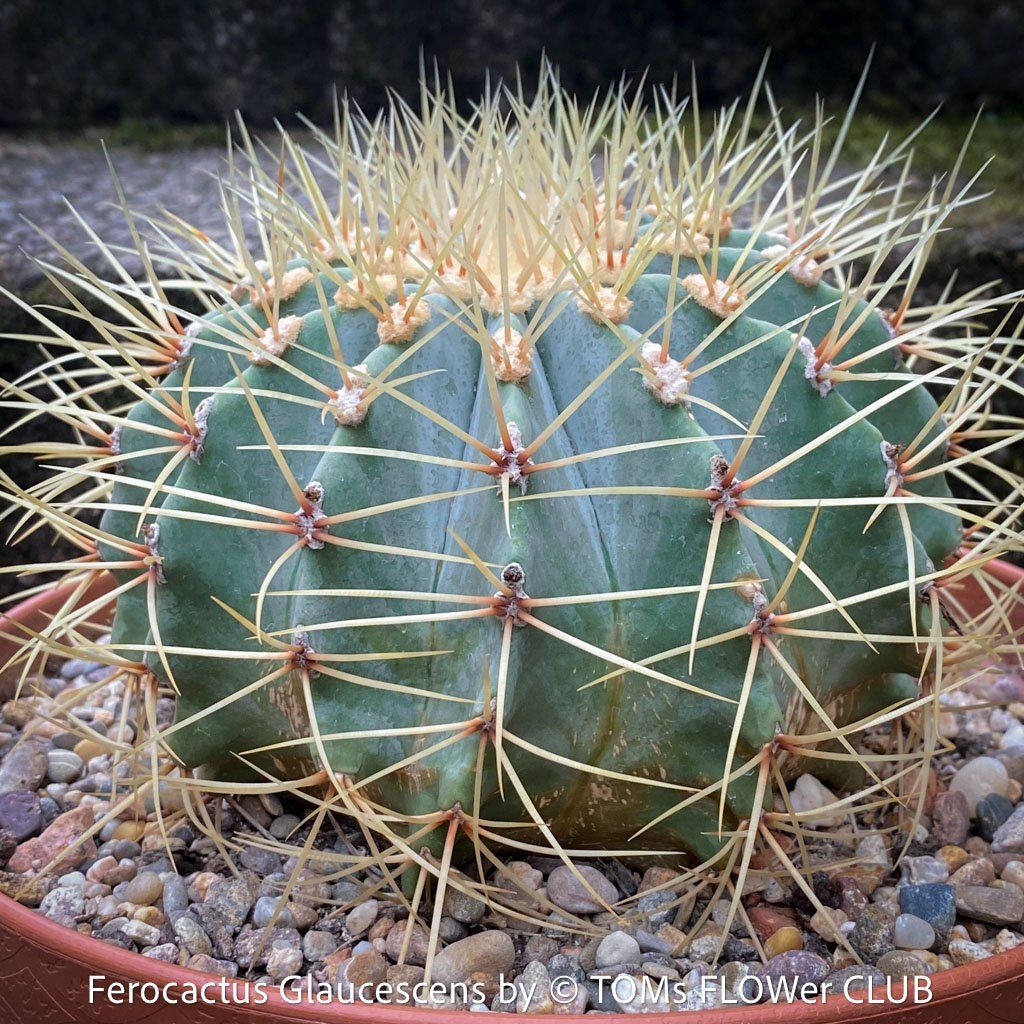 Piante & sementi: Ferocactus Glaucescens - "Blue Barrel Cactus" - einzigartig – Nuovo e nell'imballaggio originale da Adliswil venduto da astom369 1