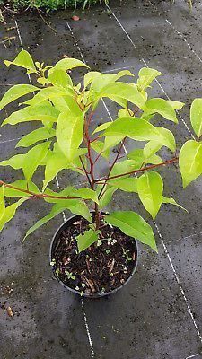 Piante & sementi: Camphrier / arbre à camphre  15-20cm – Nuovo (secondo la descrizione) da Bremblens venduto da FIBONACCI369 2