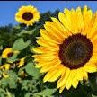 Profile image of Sunflower_7