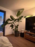 Grosse Strelitzia Nicolai Pflanze im Topf dunkelgrau mit Blä