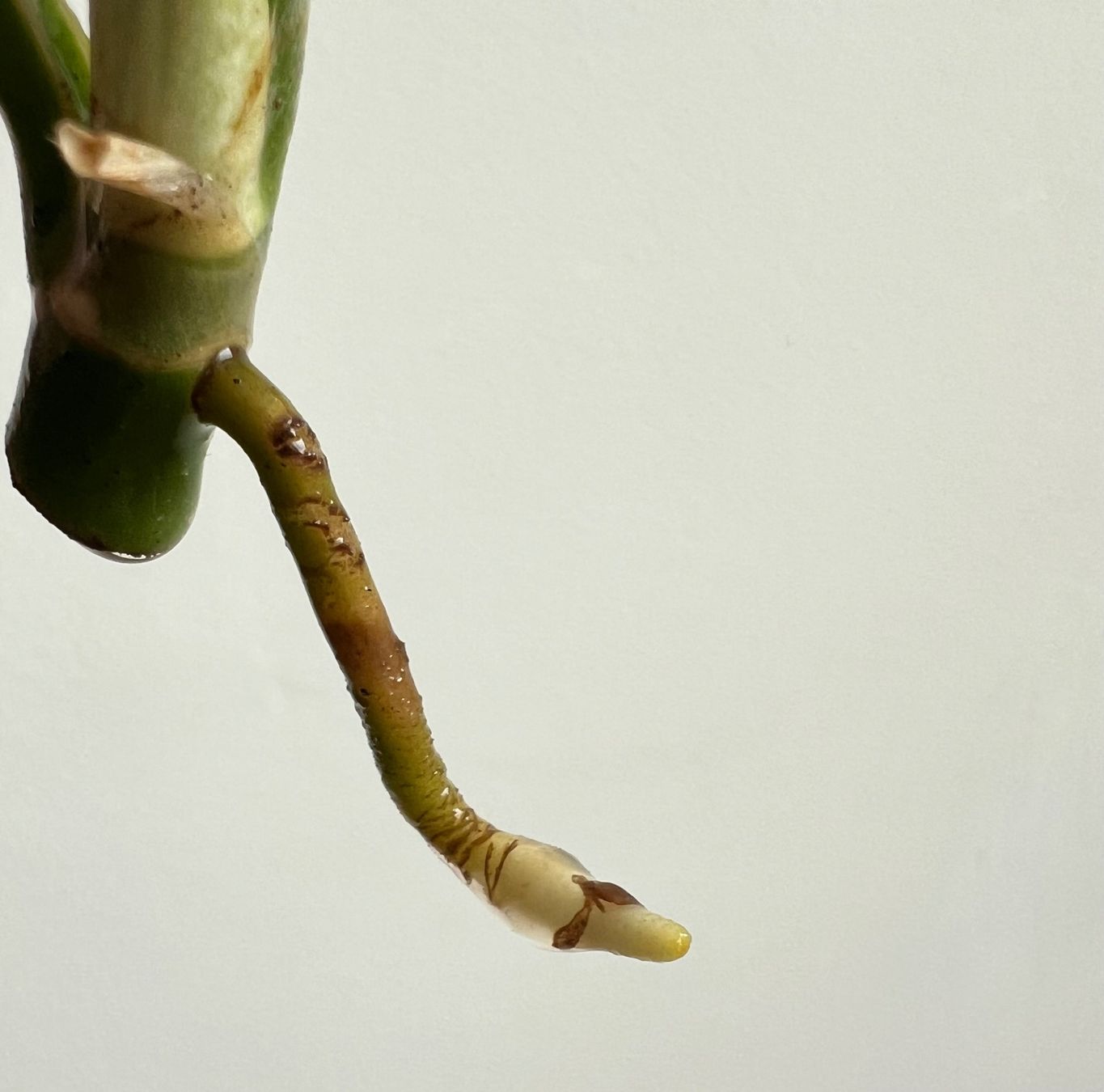 Piante & sementi: Monstera minima Kopfsteckling🔥 – Usato da Glattpark(Opfikon) venduto da ste_n99y 2