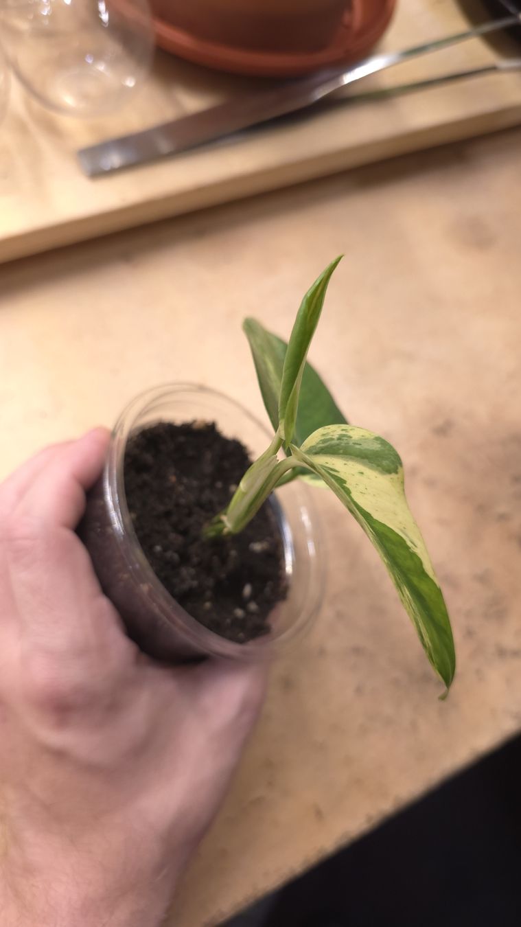 Pflanzen & Samen: Epipremnum Marble Queen  – Neu (gemäss Beschreibung) aus Neyruz FR von bry_2dg9 1