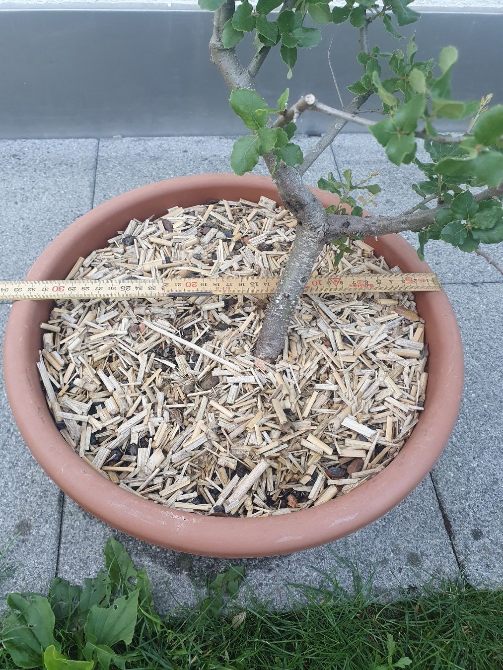 Pflanzen & Samen: Quercus suber, Korkeiche 2 Stück – Gebraucht aus Adligenswil von unterpalmen 8