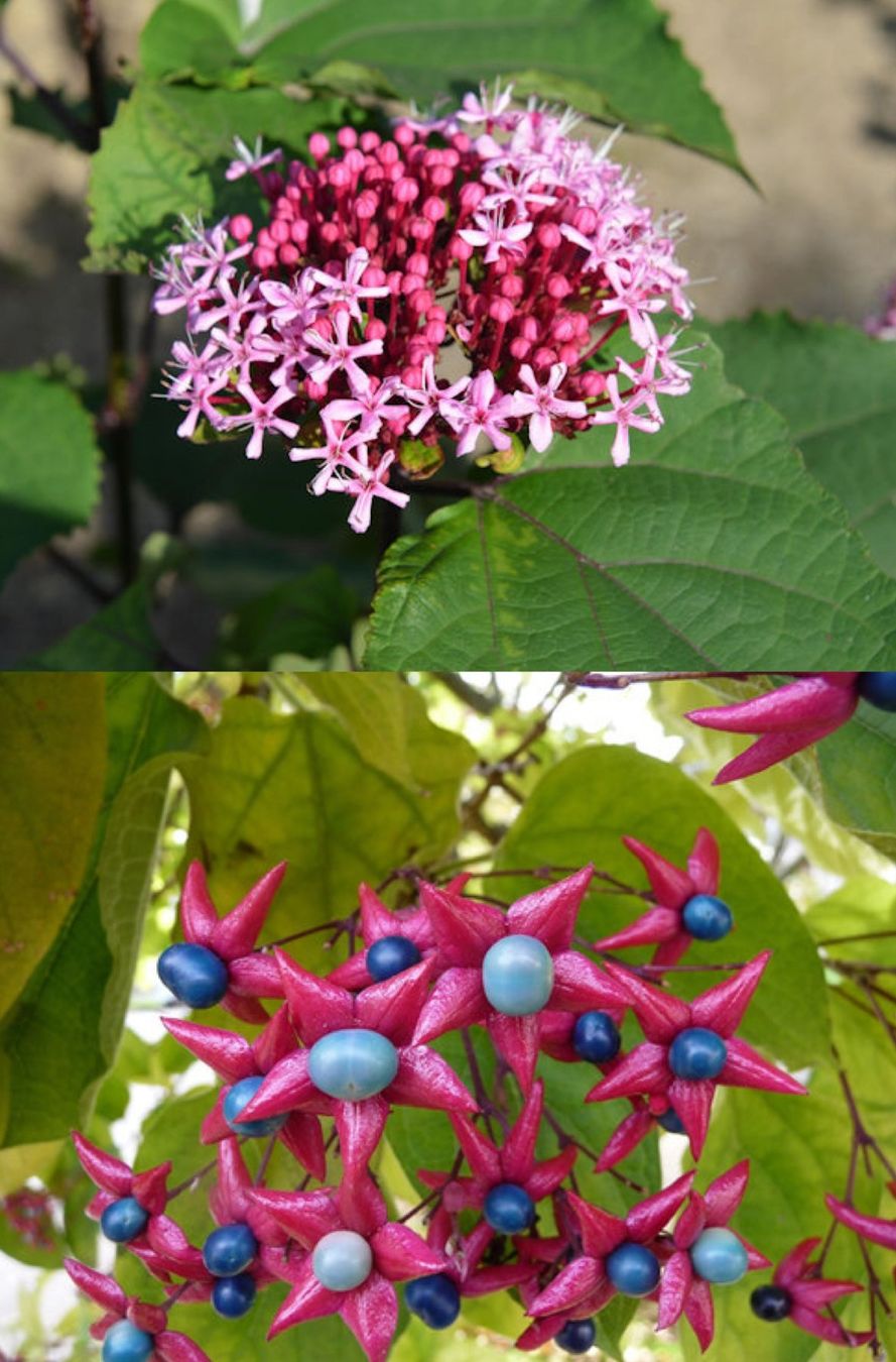 Piante & sementi: Chinesischer Losbaum (Clerodendrum bungei) – Usato da Winterthur venduto da Aniger