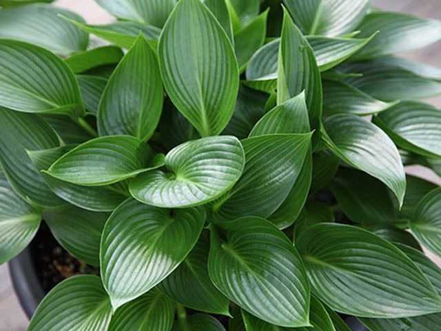 Piante & sementi: Hosta 'Devon Green' 1 PLANT – Nuovo (secondo la descrizione) da Bremblens venduto da FIBONACCI369 1