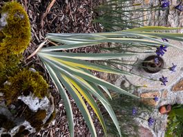 Iris 1 bulbe floraison bleue