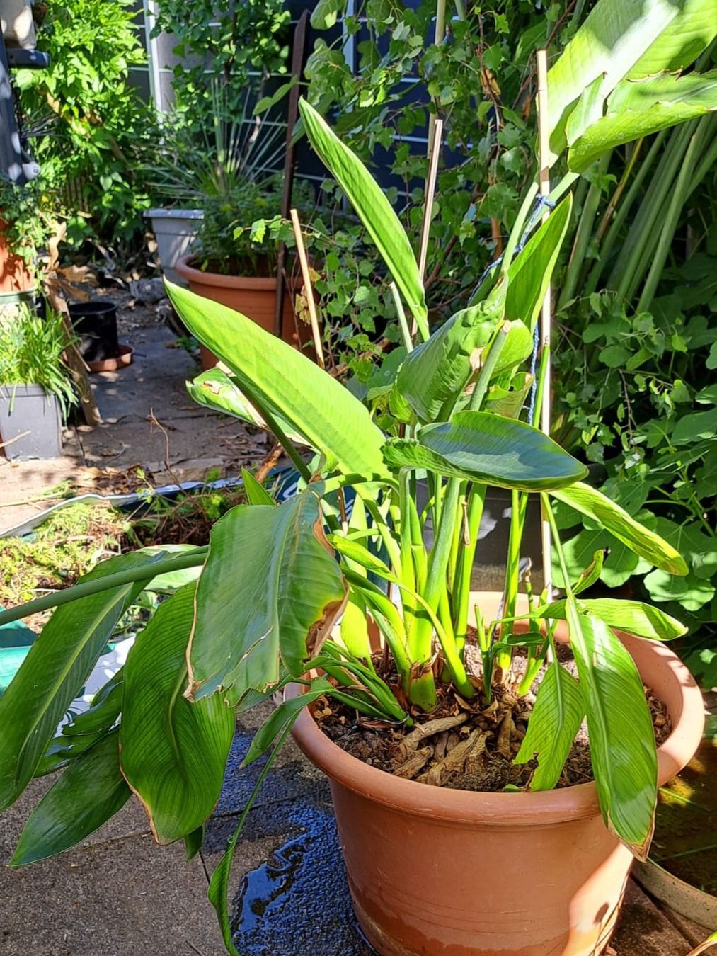 Piante & sementi: Strelitzia - Paradiesvogelblume – Usato da Oberentfelden venduto da Myri13 1