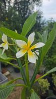 Plumeria / Frangipani Yellow Giant Spider