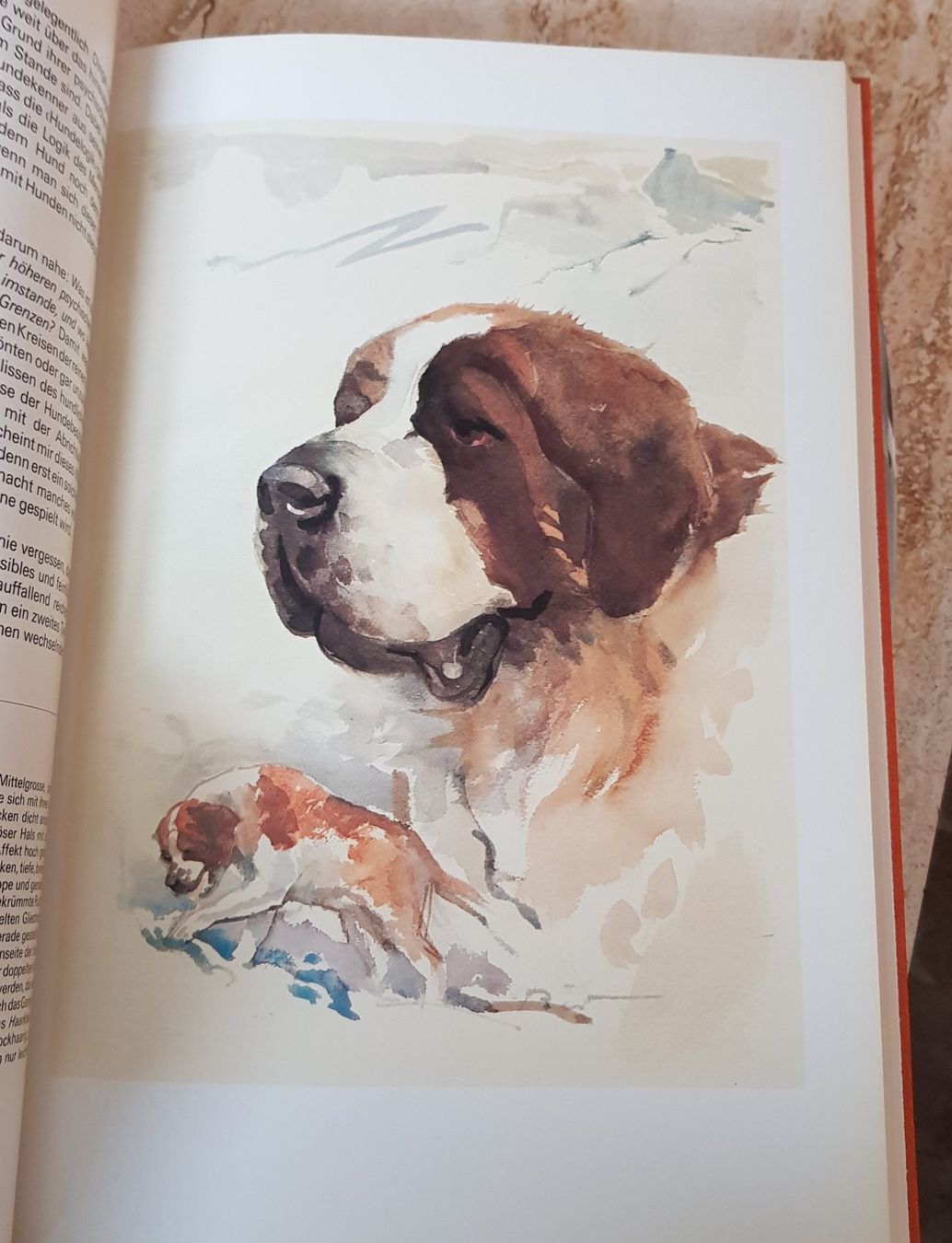 Bücher: Silva Verlag "Unsere Hunde" neuwertig – Neu (gemäss Beschreibung) aus Winterthur von Joschko 7
