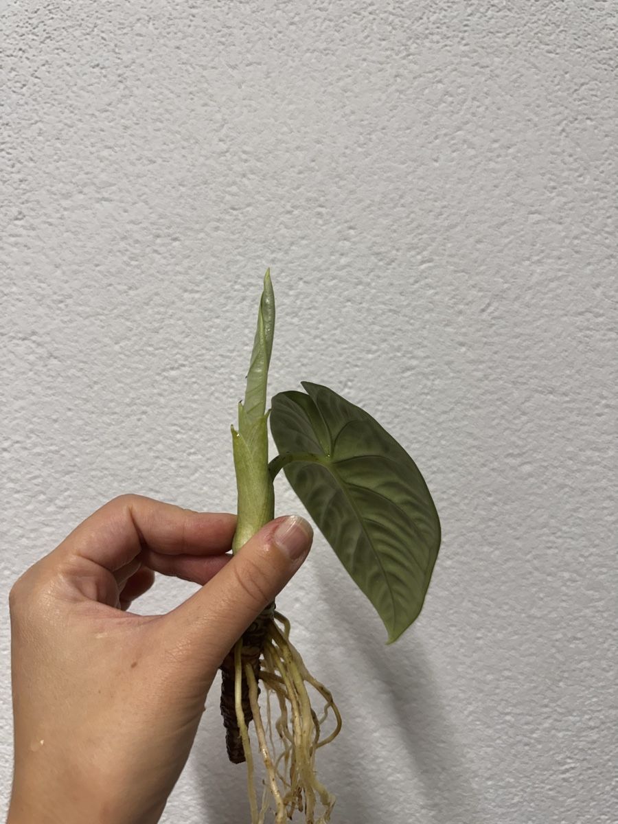 Piante & sementi: 🌱 Alocasia melo – Usato da Niederbuchsiten venduto da GreenGems 1
