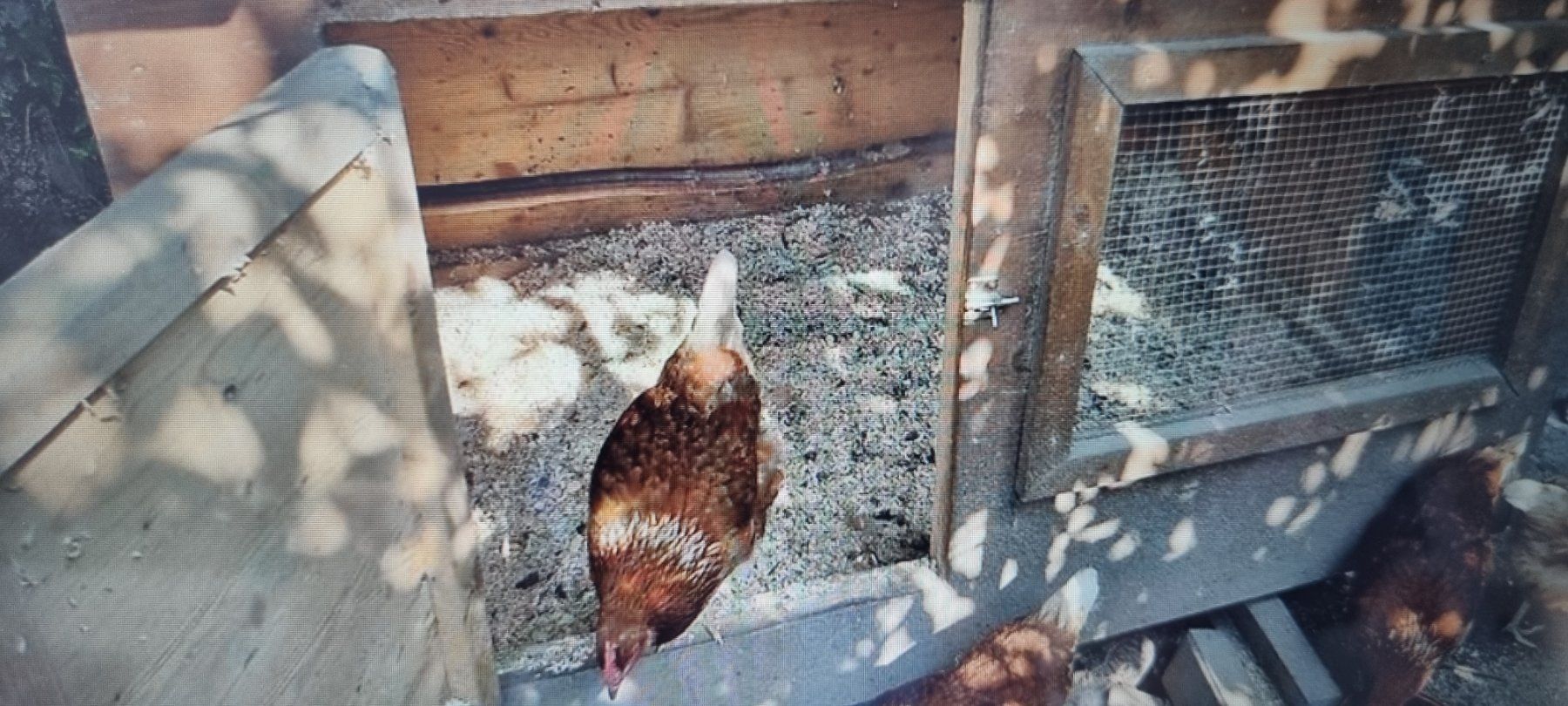 Cages, transport & sécurité: Hühnerhaus – D'occasion à egliswil par Maggy6 1