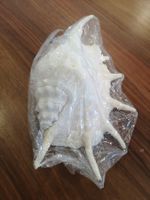 Muscheln Chiragra Spider Conch - Lambis Dekoration Sea Shell