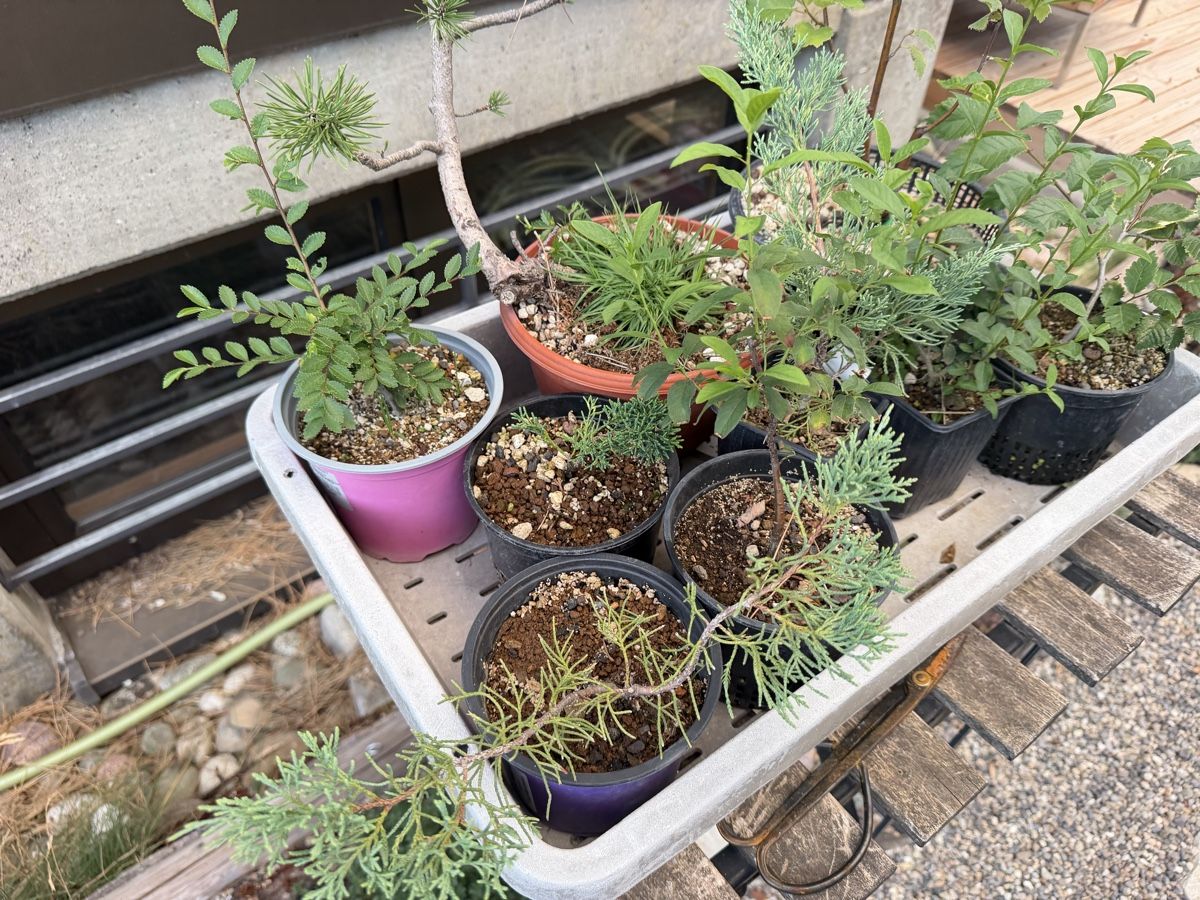 Piante & sementi: Diverse Bonsai Jungpflanzen – Nuovo (secondo la descrizione) da Suhr venduto da BonsaiGutzi 1