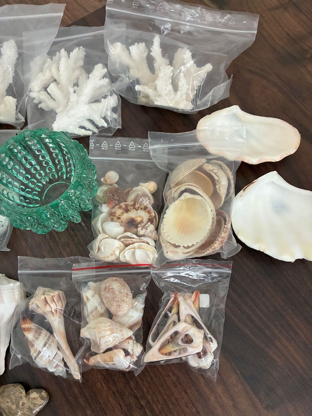 Fossili: Muschelset Diverses – Usato da Frick venduto da sandra037 2