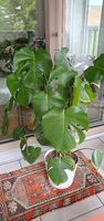 Wohnungspflanze Monstera 