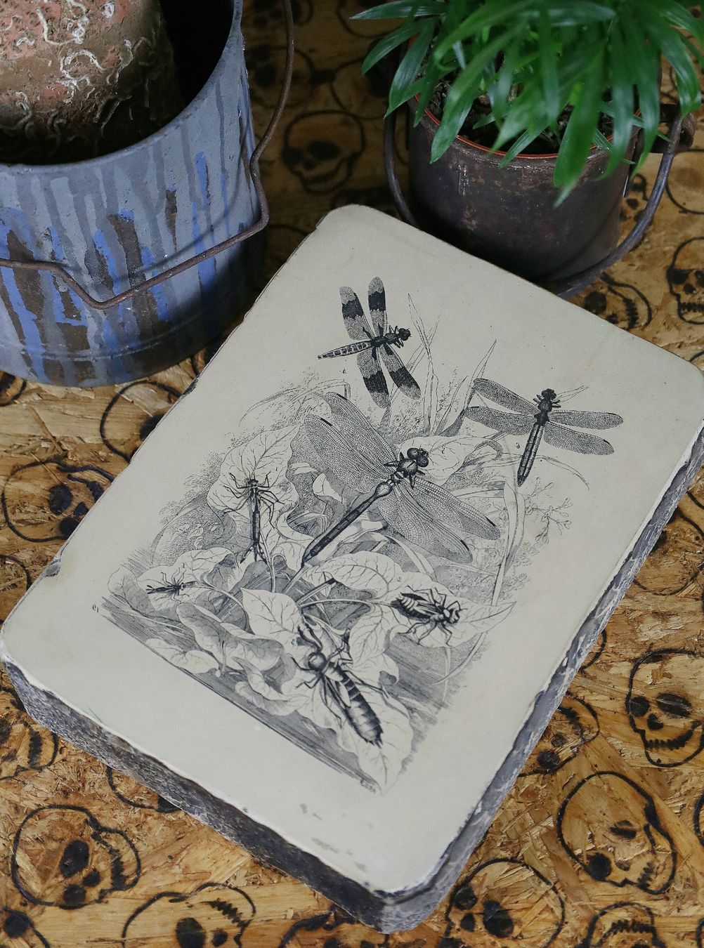 Grafiken & Lithographien: Lithostein, Lithographie "Libelle, Libellen" – Gebraucht aus Birrwil von brandschatz_birrwil 6