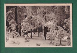 KÖNIGSFELD - Winterwald