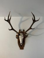 Hirschgeweih, Präparat, Trophäe, Dekoration, Jagd
