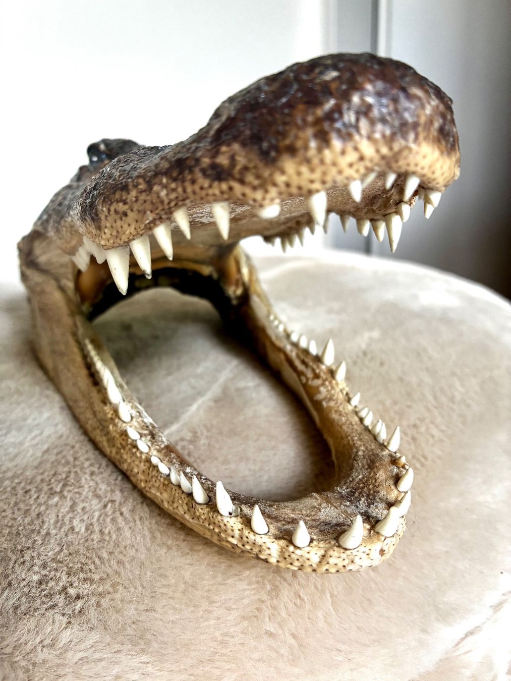 Il mondo degli animali: Krokodil Kopf..TOP präpariert..1A klasse.. – Nuovo (secondo la descrizione) da Weiach venduto da godsavethequeen 1