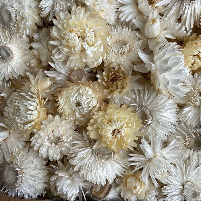 Piante & sementi: 300 Samen STROHBLUME CREAMY WHITE – Nuovo (secondo la descrizione) da Ehrendingen venduto da VerveinaSamen
