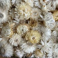 300 Samen STROHBLUME CREAMY WHITE