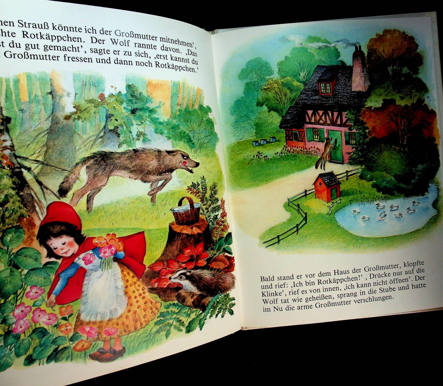 Bücher: Brüder Grimm Rotkäppchen D. Flemes/ J.L.Macias S. – Gebraucht aus Reitnau von Zaomir 3