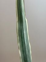 Sansevieria trifasciata "metallica" - bewurzelter Steckling