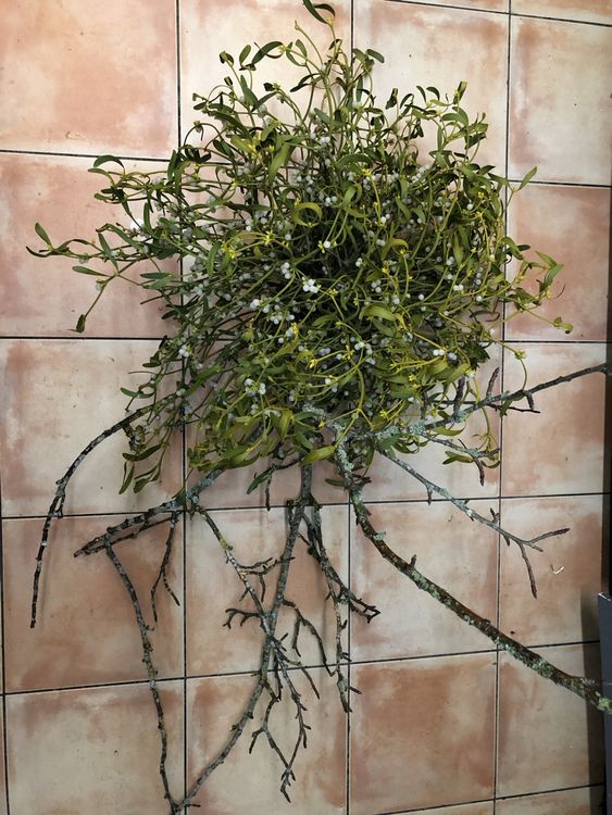 Mistelzweig gross und echt Kaufen auf Ricardo