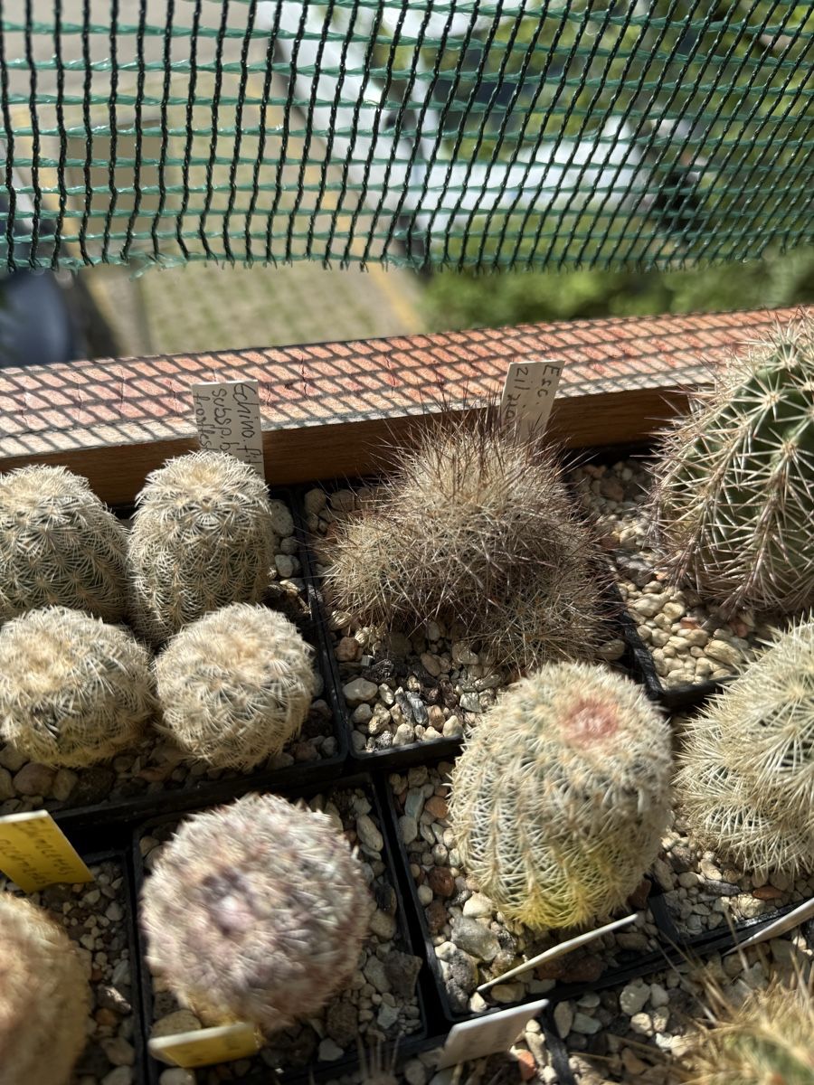 Pflanzen & Samen: Escobaria zilziana – Gebraucht aus Rorbas von SimS0n