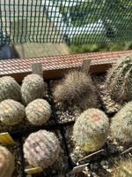 Escobaria zilziana