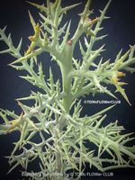 Euphorbia Stenoclada – Silberdorn aus Madagaskar - STECKLING