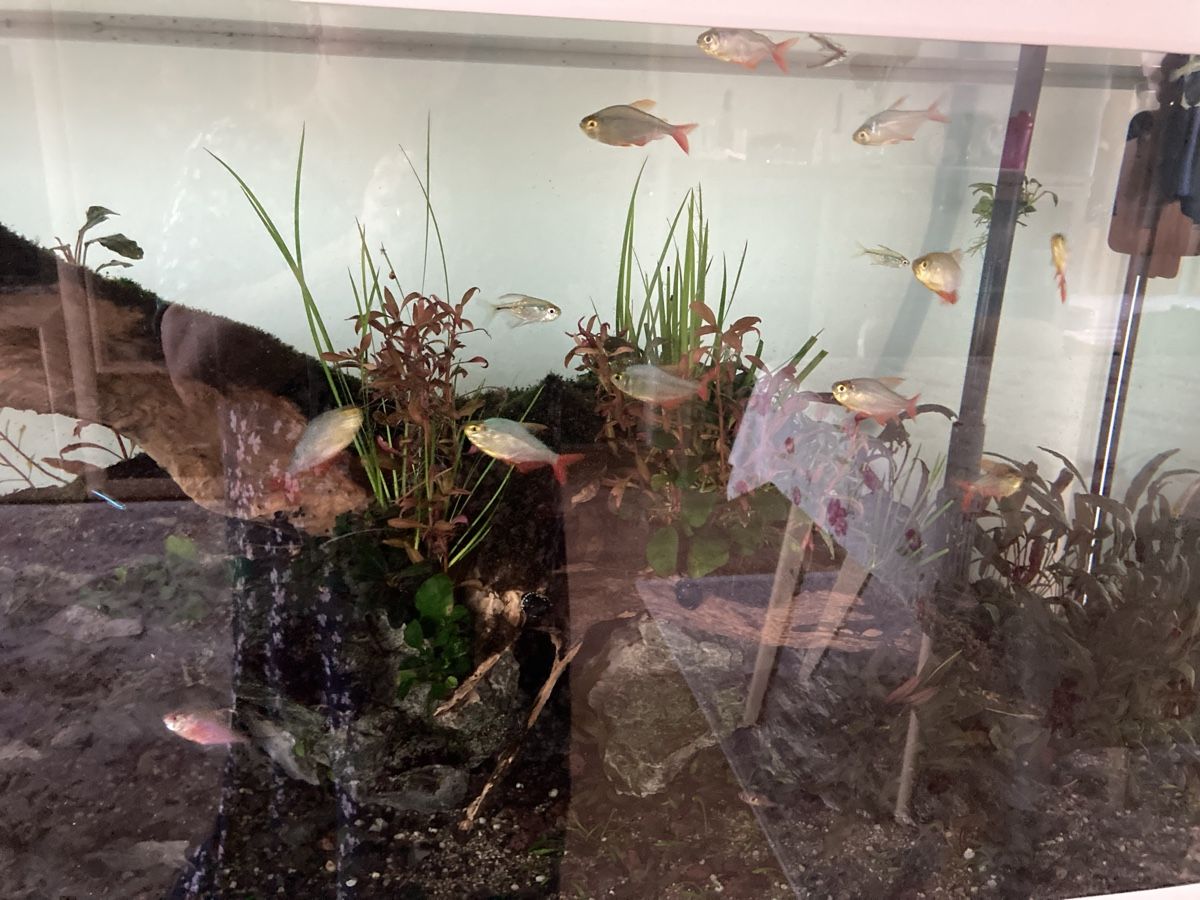 Aquarium: Aquarium – D'occasion à Rheinfelden par zilif01 2