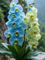 Diamond Painting Zwei-Farben Orchidee-61-40x50-326
