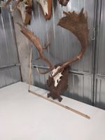 Damhirschgeweih auf Holzschild, Wanddekoration Top!