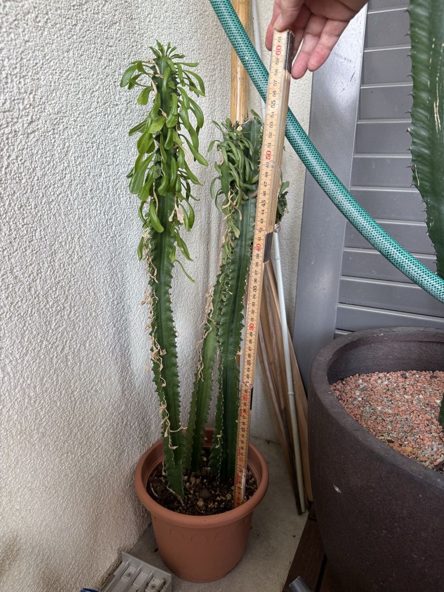 Plantes & graines: Euphorbia  – D'occasion à Rorbas par SimS0n 1