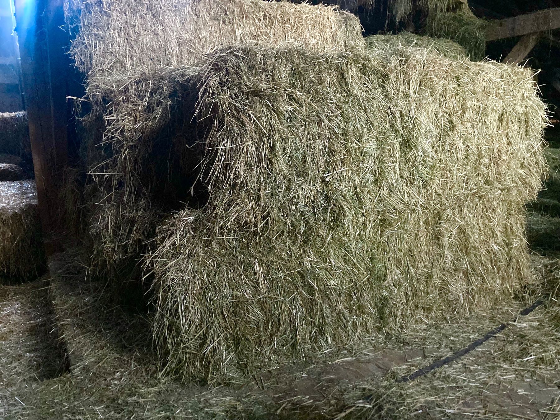 Mangimi: Heu Ökoheu Pferdeheu – Nuovo (secondo la descrizione) da Bonstetten venduto da Sohli81