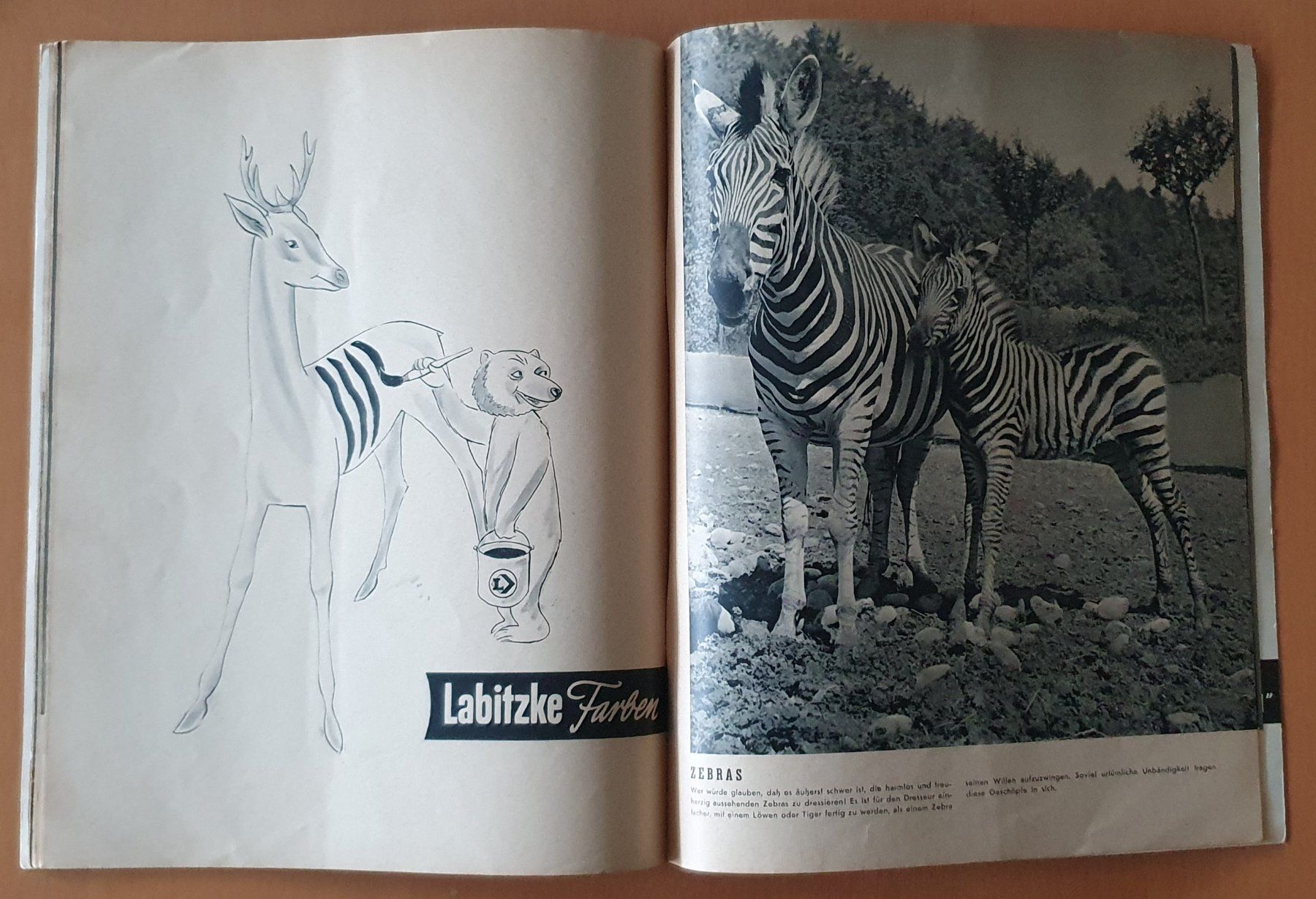 Riviste & Magazine: Zürcher Zoo - Heft 1953 – Usato da Kreuzlingen venduto da Rschweiz1 7