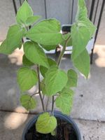 Lampionblume PHYSALIS  (Physalis alkekengi)  / 1Pflanze