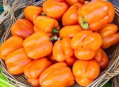 Piante & sementi: 30 Samen Paprika REWIA Orange – Nuovo (secondo la descrizione) da Ehrendingen venduto da VerveinaSamen 7