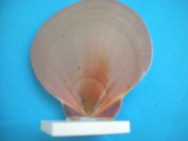 Muschel mit 2 Gesichten etwa 8.5 cm sehr flach